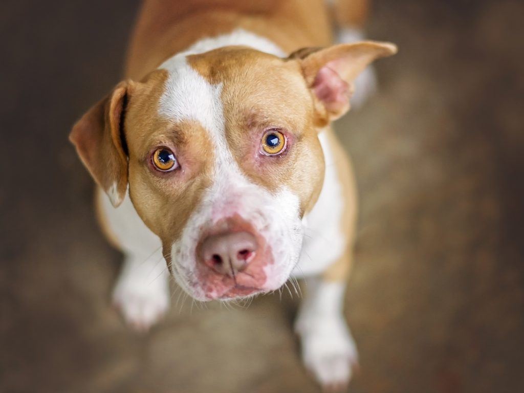 Knowing how to train a pitbull puppy not to bite is absolutely vital. Read on for 6 strategies that will help make the task easier!