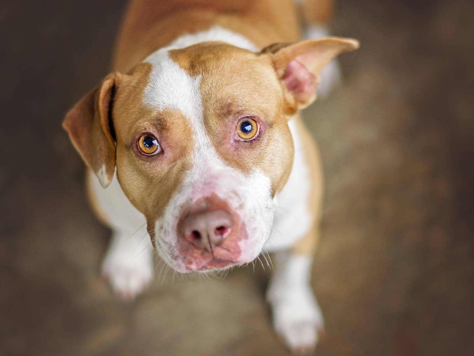 6 Essential Tips on How to Train a Pitbull Puppy Not to Bite b