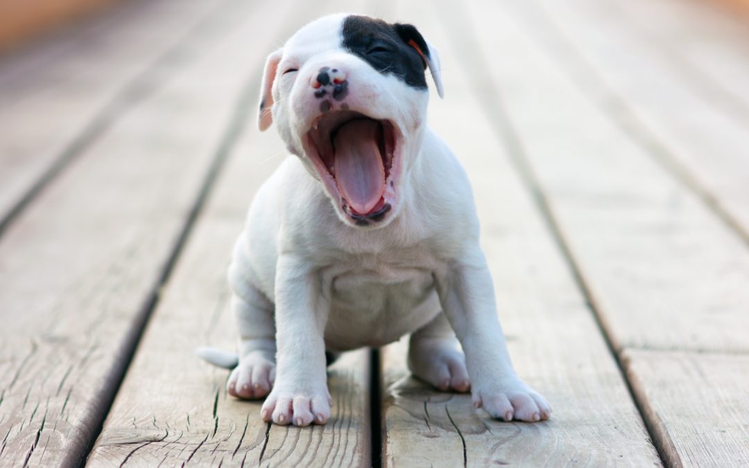 6 Secrets to Training a Pitbull Puppy Not to Bite