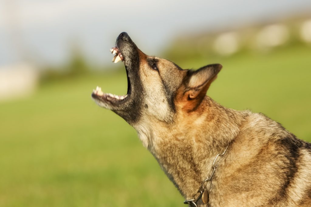 are german shepherd dogs aggressive