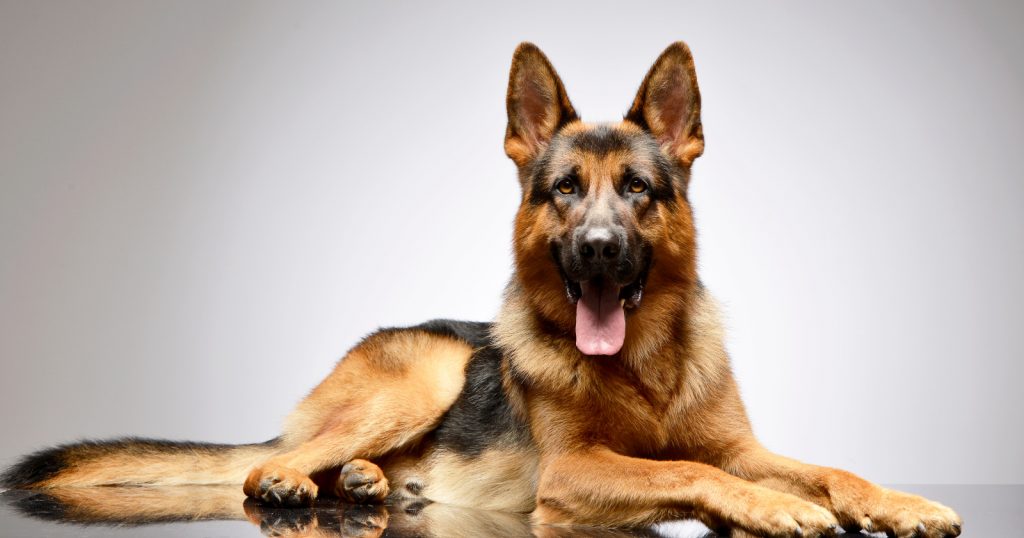 German Shepherds are among the easiest dogs to train. 