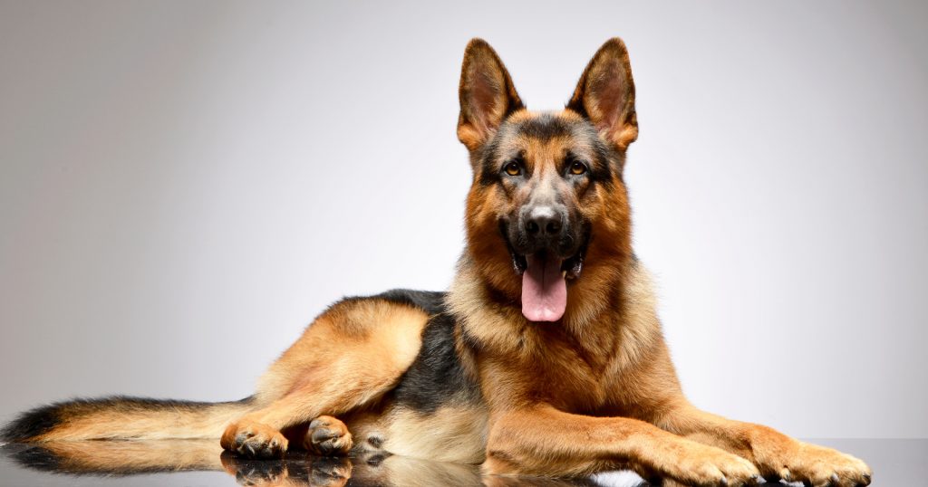 German dog training commands