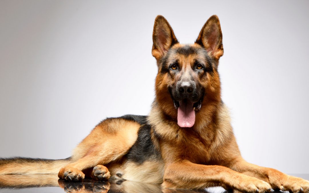 8 Easy Tips on How to Train an Aggressive German Shepherd