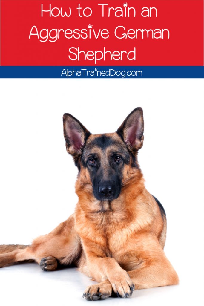 Download 8 Easy Tips On How To Train An Aggressive German Shepherd