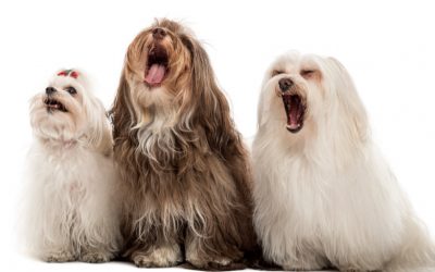 Can Speaking And Singing Stop A Nuisance Barker?