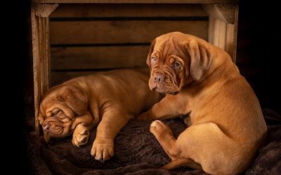 Top 5 Best Dog Crate Water Bottles (and What Else to Put in the Crate)