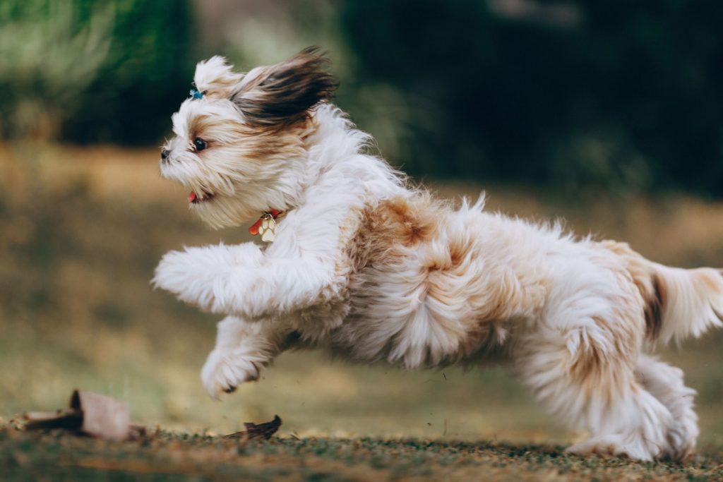 If you're ready to hit the jogging circuit with Fido, you'll want to read our guide to dog running equipment first! Check it out!