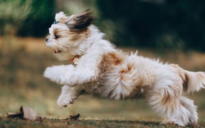 Best Dog Running Equipment to Take on Your Adventures