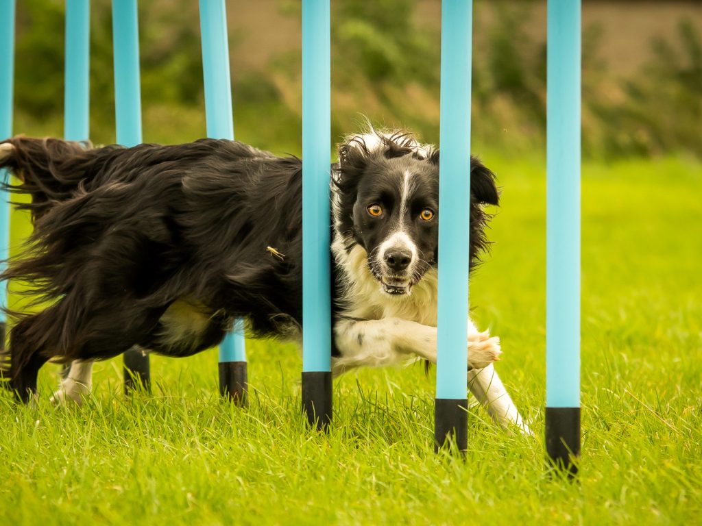 5 MustSee Dog Training Videos That Will Simplify Your Life