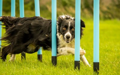 5 Must-See Dog Training Videos That Will Simplify Your Life