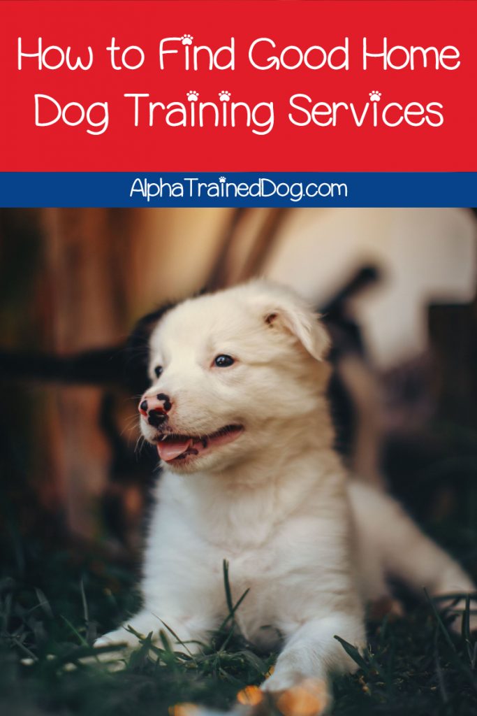 Wondering how to find good home dog training services? From in-home trainers to virtual options, we’ve got you covered. Take a look!