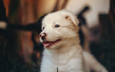 How to Find Good Home Dog Training Services