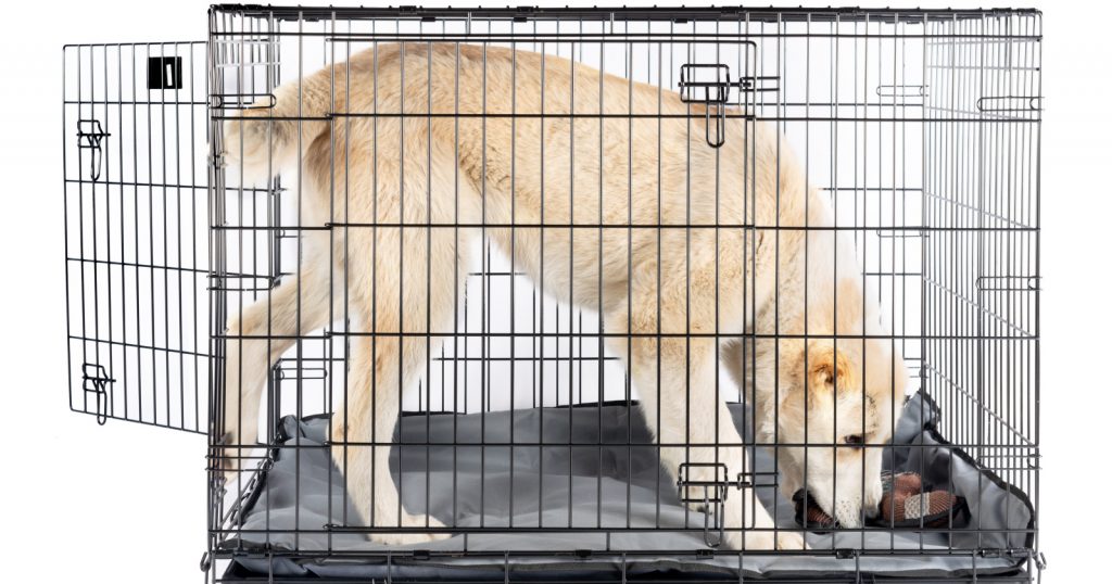3Door Dog Crates Why You'd Want Them & Which Ones to Buy Alpha