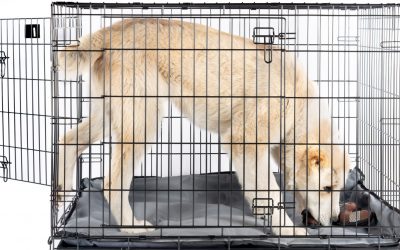 3-Door Dog Crates: Why You’d Want Them & Which Ones to Buy