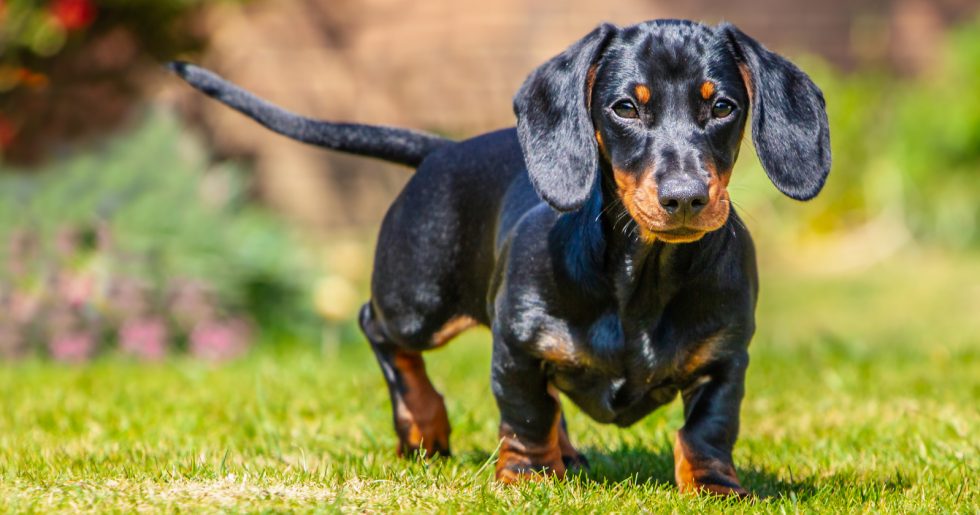 dachshund dachshunds bark hund leverera stal mottagarens handlat filhote marrom cachorro chests ehandel alphatraineddog