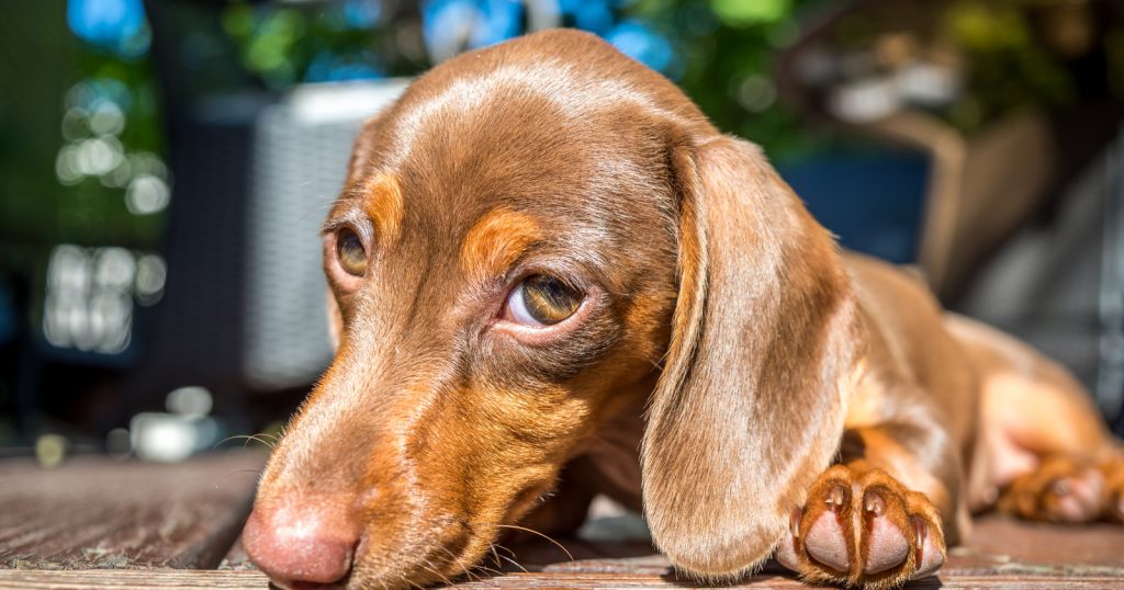 Do you want to know how to train your Dachshund puppy not to bark? Don't worry, it's not as hard as you think! Check out 8 tips to make the job easy!
