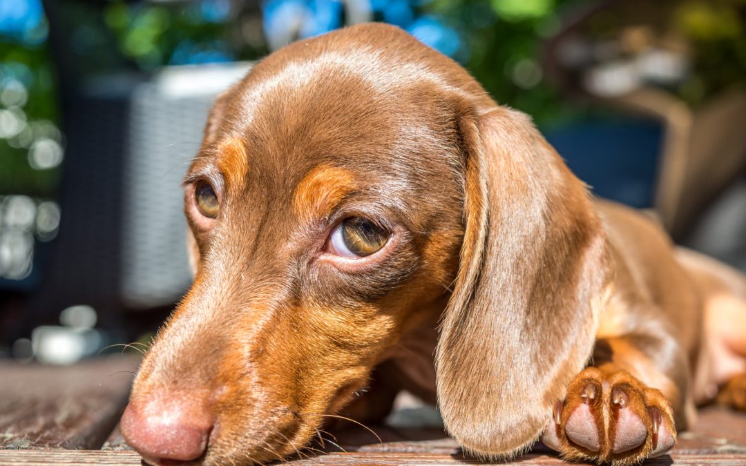 8 Brilliant Tips on How to Train a Dachshund Puppy Not to Bark