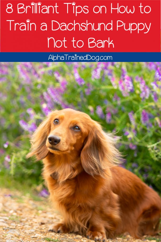 how to train a puppy not to bark