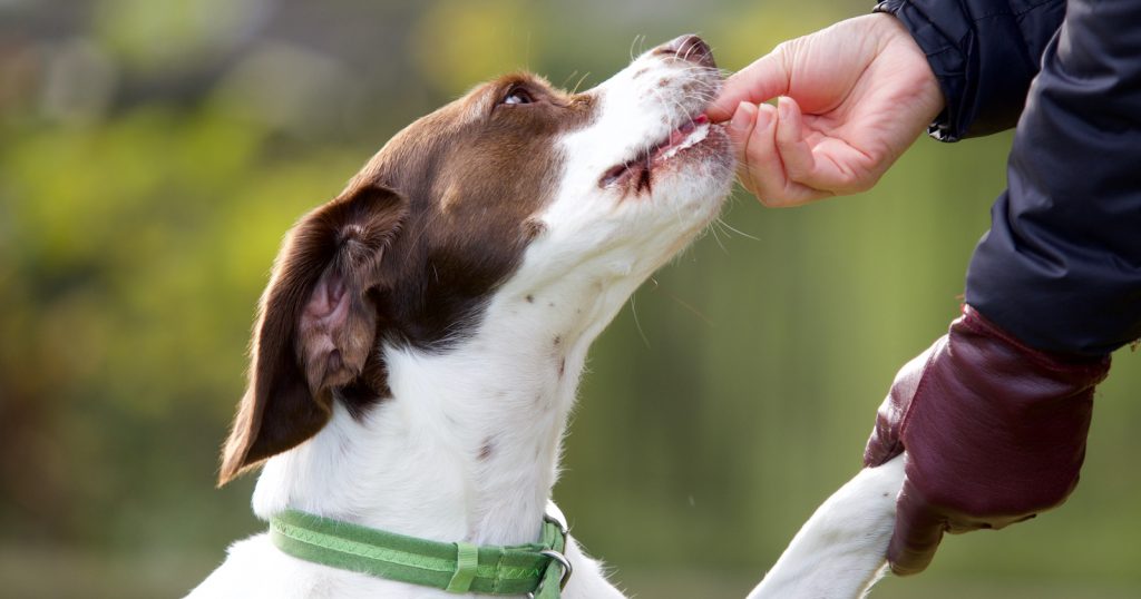 If you’re looking for the absolute essential and most basic dog training tips for beginners, you’re in the right place. Take a look!