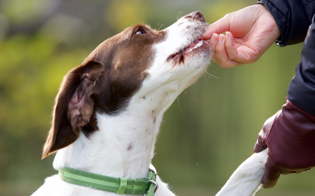 Basic Dog Training Tips Every First-Time Dog Owner Needs to Know