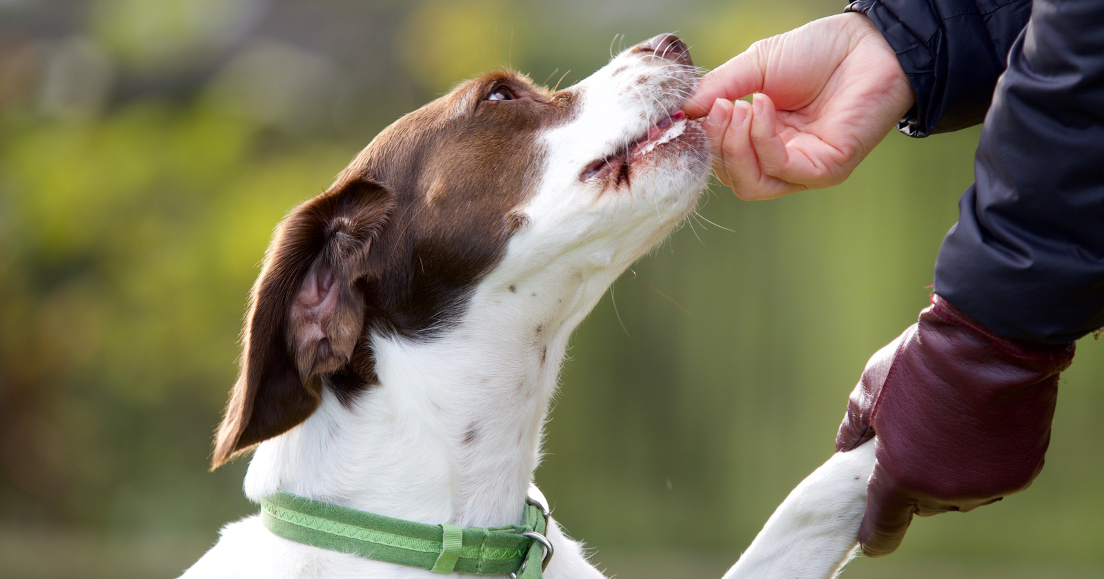 Basic Dog Training Tips Every First-Time Dog Owner Needs to Know