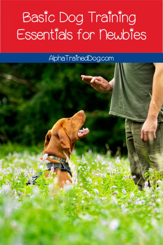 Basic Dog Training Tips Every First Time Dog Owner Needs To Know