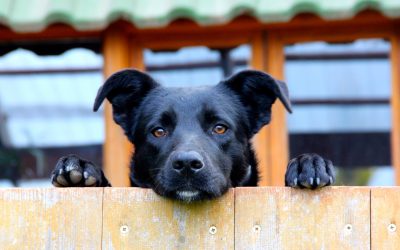 5 Brilliant Alternatives to Dog Crates to Use When Your Dog Hates the Crate