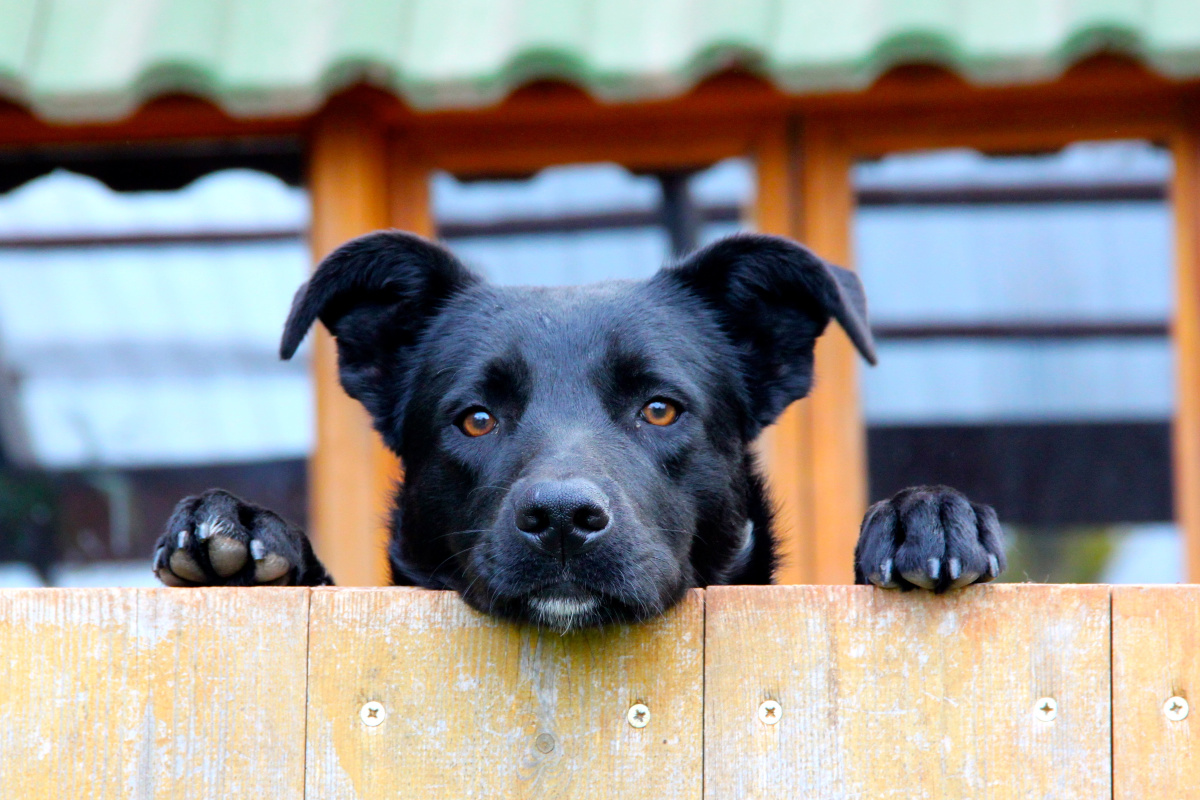 my-dog-hates-his-crate-what-can-i-do-dogpackr