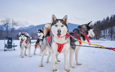 Top 5 Best Harnesses for Huskies (2020)