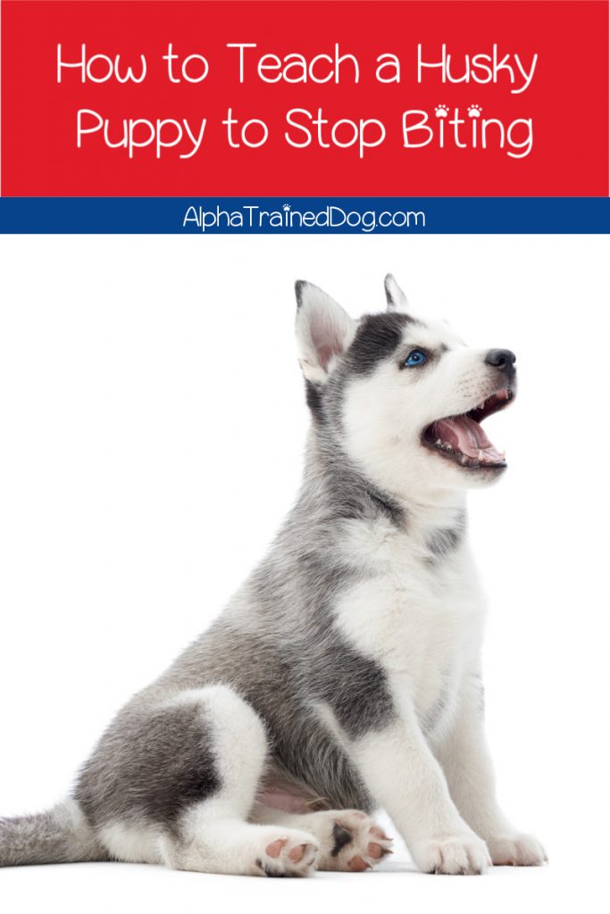 Help, I need to know how to train a Husky puppy not to bite, fast! Sound like you? Then these 9 brilliant training tips will help!