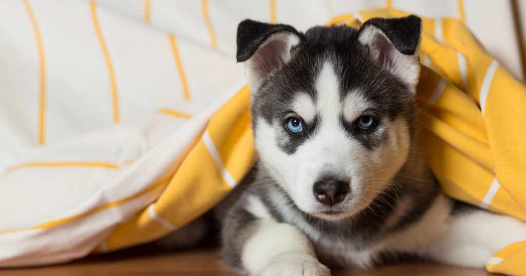 Help, I need to know how to train a Husky puppy not to bite, fast! Sound like you? Then these 9 brilliant training tips will help!