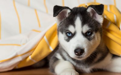 9 Brilliant Tips on How to Train a Husky Puppy Not to Bite