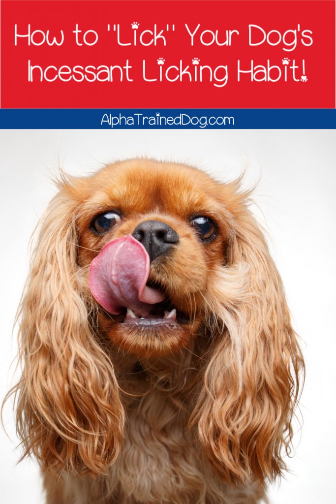 What's up with your dog's seemingly incessant licking habit and how the heck do you help him kick it? Read on to learn the answers!