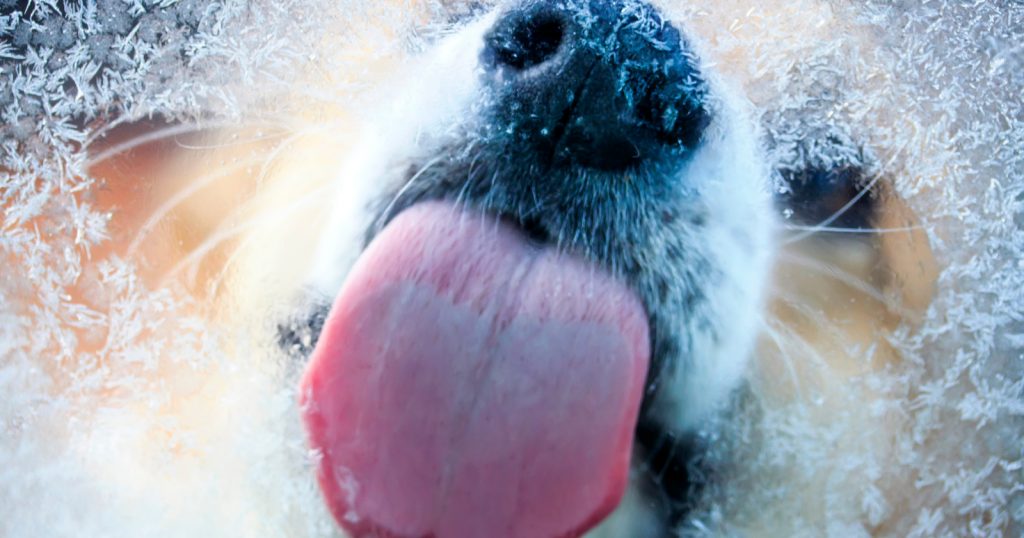 What's up with your dog's seemingly incessant licking habit and how the heck do you help him kick it? Read on to learn the answers!