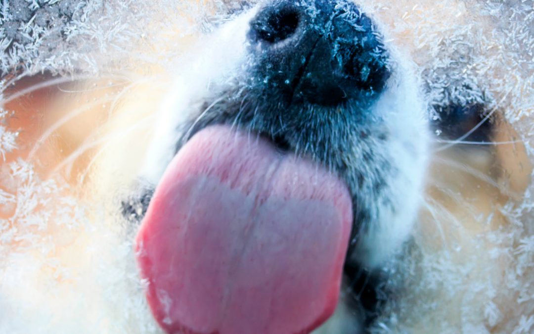 Dog Training:  How to “Lick” Your Dog’s Incessant Licking Habit!