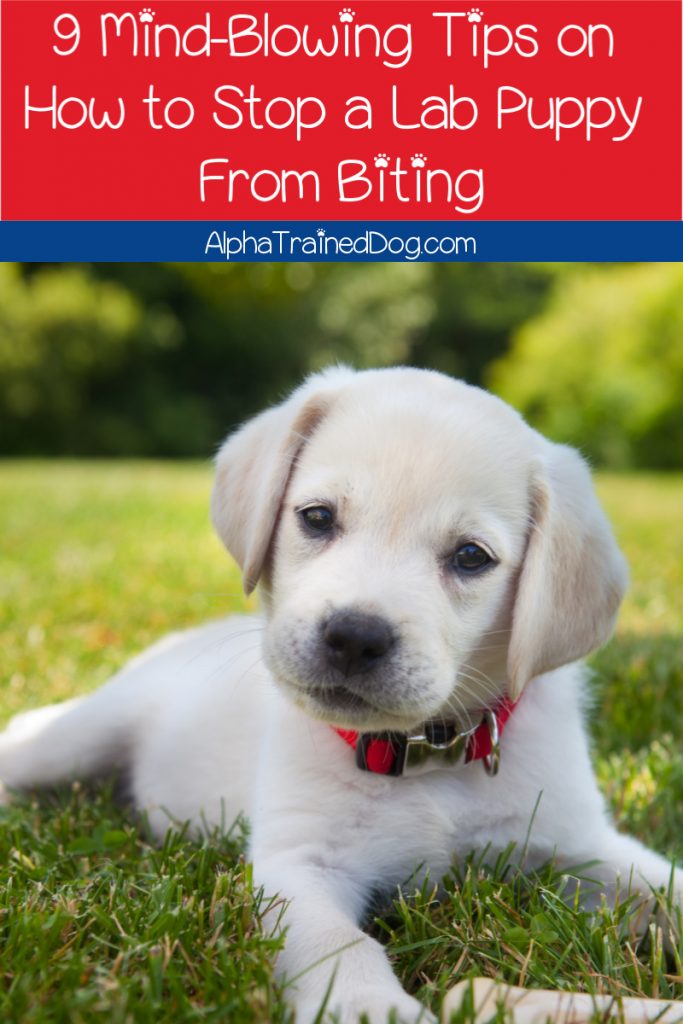 Are you scratching your head how to stop a lab puppy from biting? We’ve got 9 fantastic Lab puppy training tips that will help you out! Take a look!