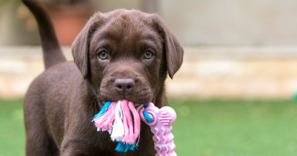 Are you scratching your head how to stop a lab puppy from biting? We've got 9 fantastic Lab puppy training tips that will help you out! Take a look!