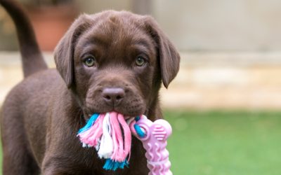 9 Mind-Blowing Tips on How to Stop a Lab Puppy From Biting