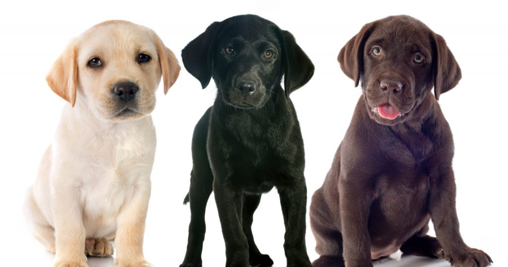 Are you scratching your head how to stop a lab puppy from biting? We’ve got 9 fantastic Lab puppy training tips that will help you out! Take a look!
