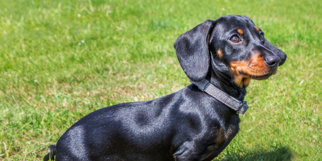 5 Easy Commands to Teach Your Dachshund Alpha Trained Dog
