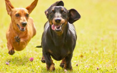 5 Easy Commands to Teach Your Dachshund