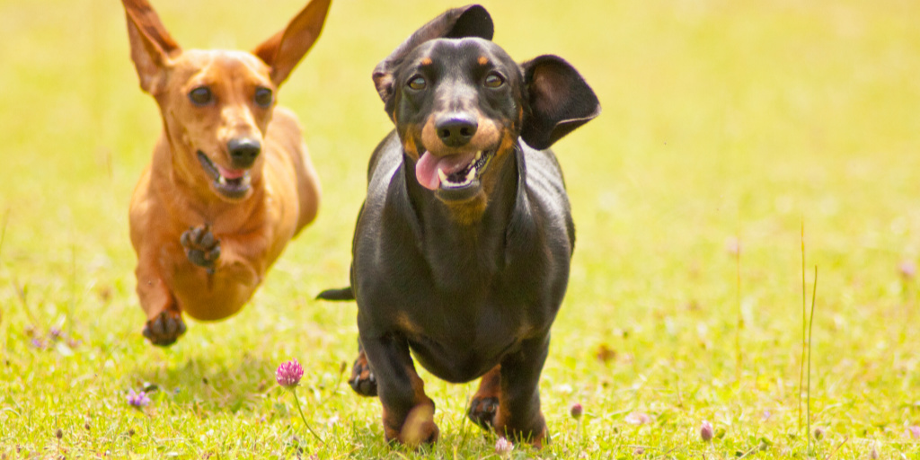 Wondering how to train a dachshund to sit, come, stay, and more? Then read on for some great easy commands to teach your dachshund!