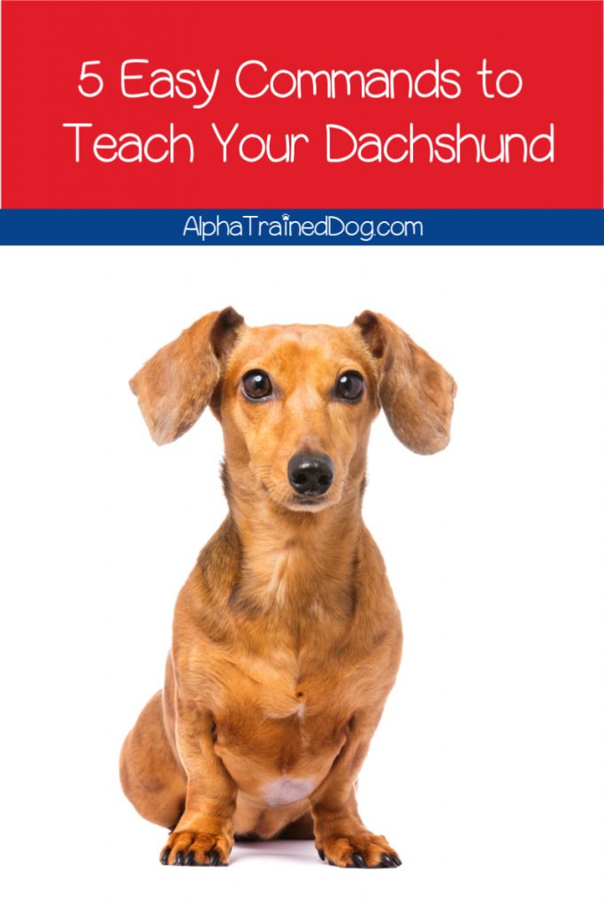 Wondering how to train a dachshund to sit, come, stay, and more? Then read on for some great easy commands to teach your dachshund!