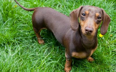 5 Best Dog Crates for Dachshunds (With Reviews)