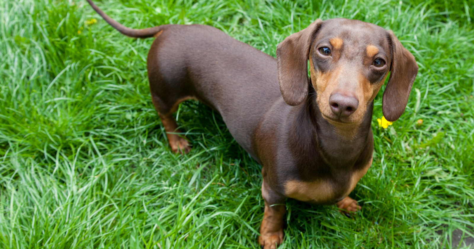 5 Best Dog Crates for Dachshunds (With Reviews)