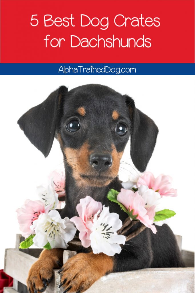 If you're looking for the best dog crates for Dachshunds, I've got you covered.  Check out our top five pics, with complete reviews of each!