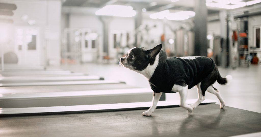These dog treadmill training tips will help you get your dog on his new device. Our tips feature 3 approaches to match your style.