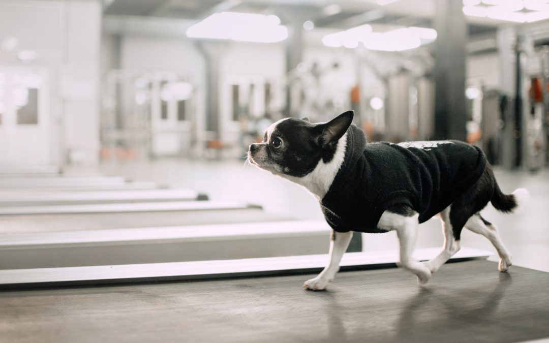 The 5 Best Dog Treadmills for the Whole Pack