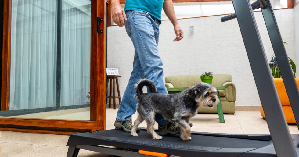 Top 3 Benefits of Treadmill Training for Dogs (+3 "Watch Outs" You Can