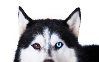 7 Superb Tips on How to Show Dominance Over Your Husky